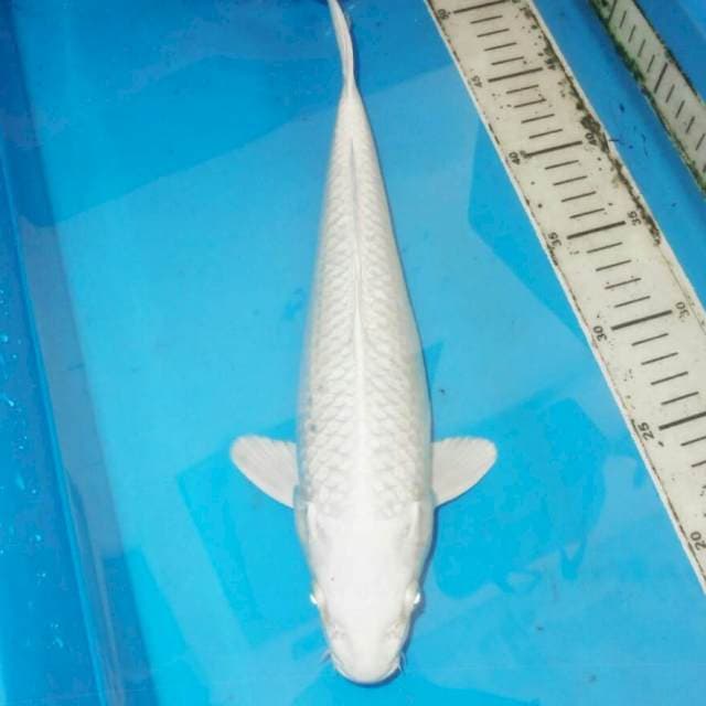 Platinum 30 cm