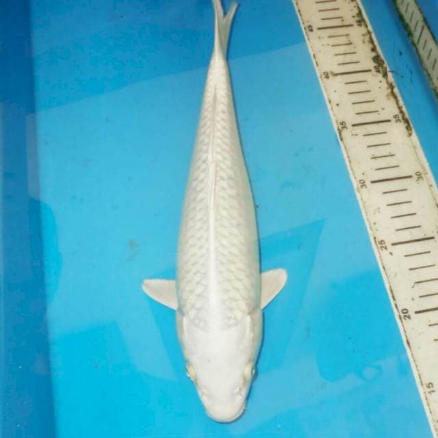 Platinum 40 cm
