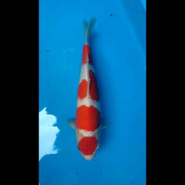 Kohaku