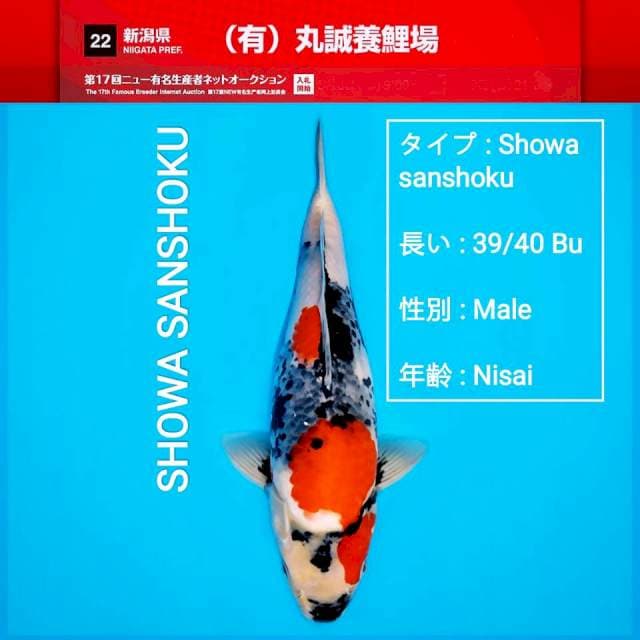 F1~Dainichi
