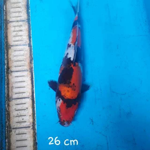 Showa 26 cm