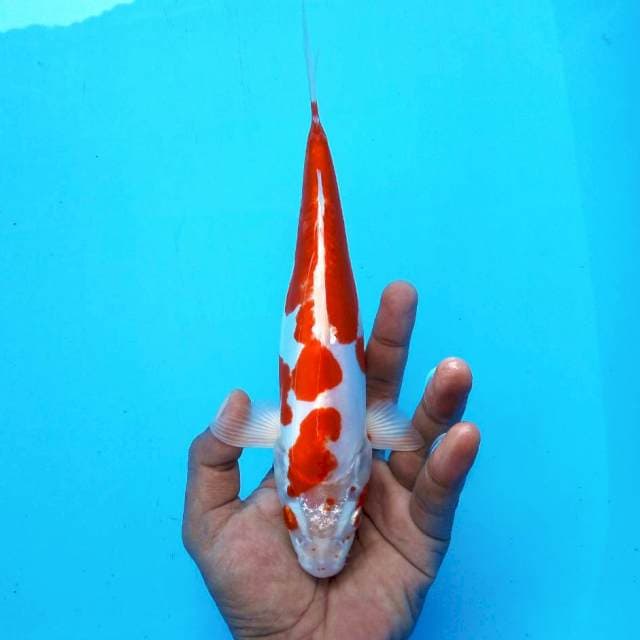 5. Doitsu Kohaku || 27 cm