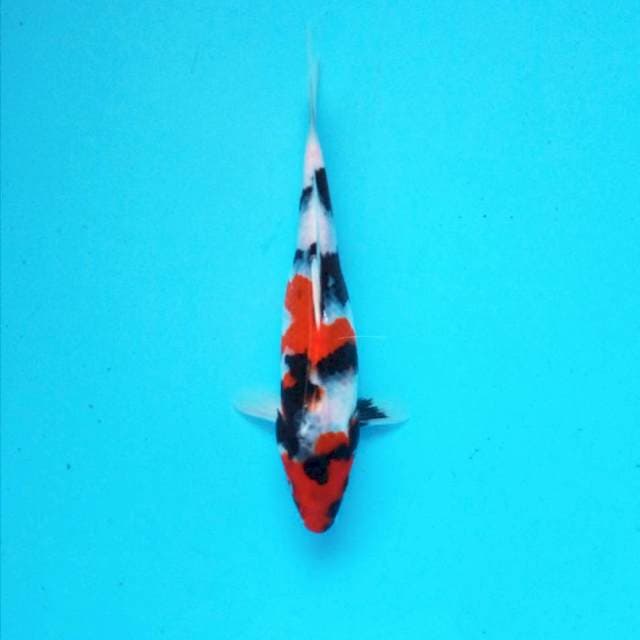 8. Mini Showa || 24 cm