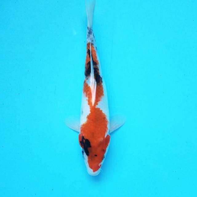 9. Medium Showa || 27 cm
