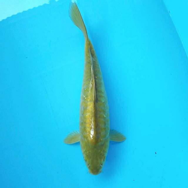 14. Chagoi Aragoke || 33 cm