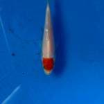 Tancho kohaku
