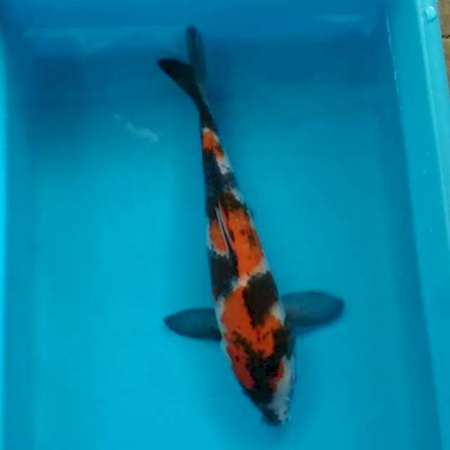 Showa 29cm