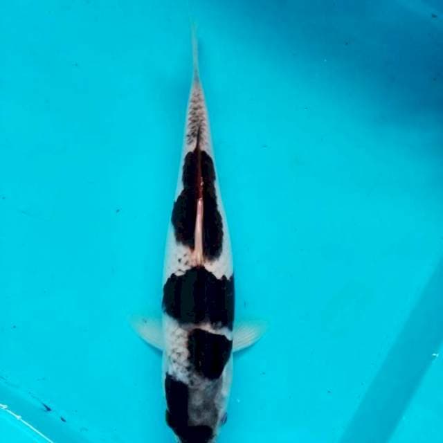 goromo