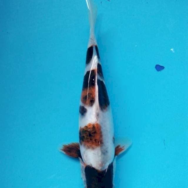 Goromo