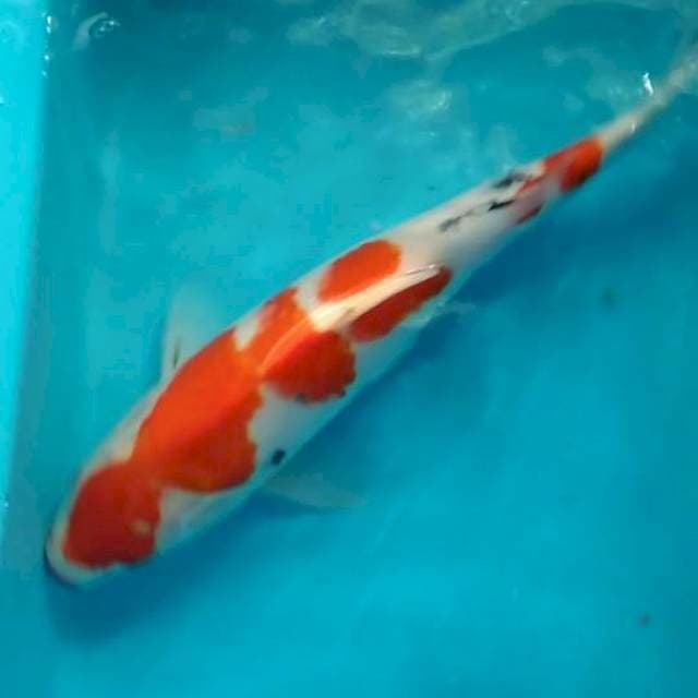 Sanke 34cm