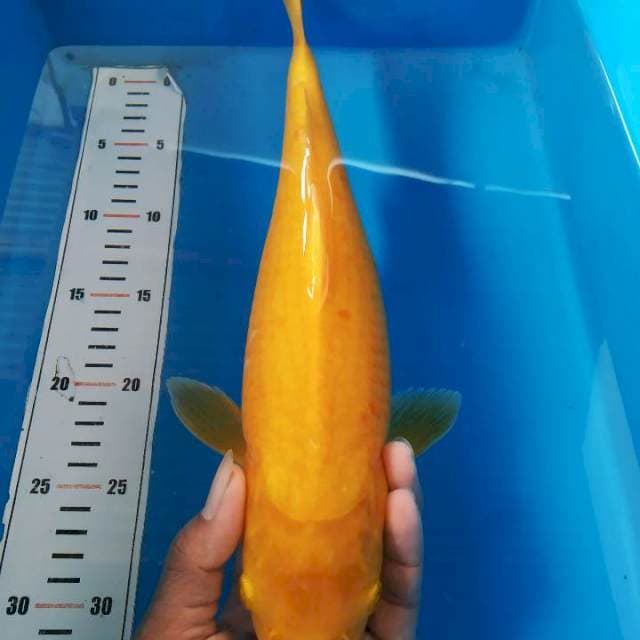 Narasi 32 cm