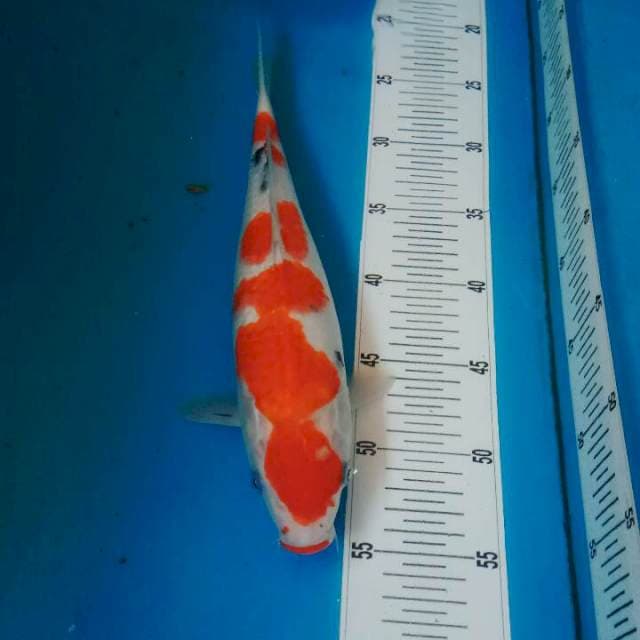 Kohaku 31 cm