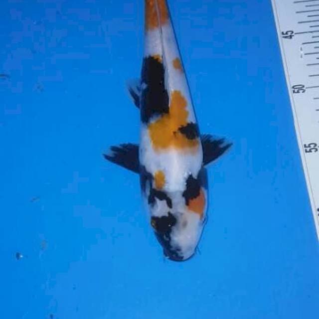 Showa kindai 27cm