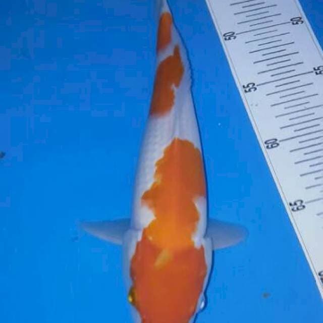 Kohaku 31cm