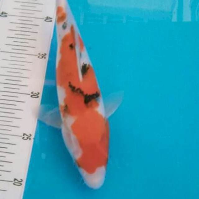 Sanke 27cm