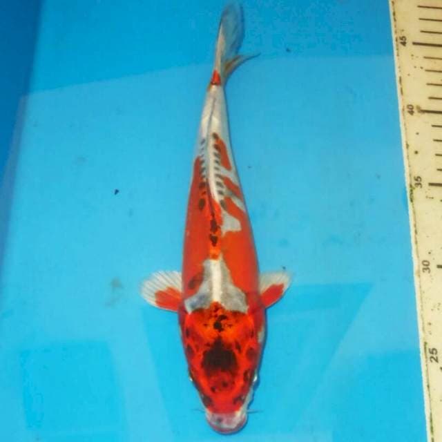 Kujaku doit istimewa 27 cm