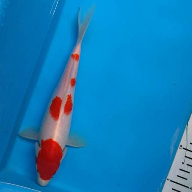 Kohaku jozz