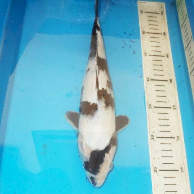34cm SHIRO PAPAN CATUR