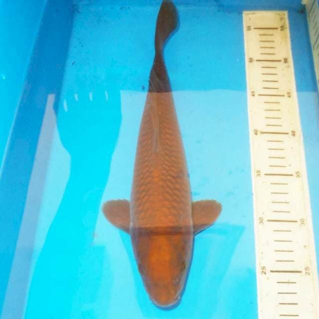 Chagoi tembaga 35 cm