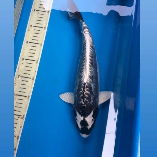 Kabuto 35Cm