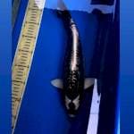 Kabuto 35Cm