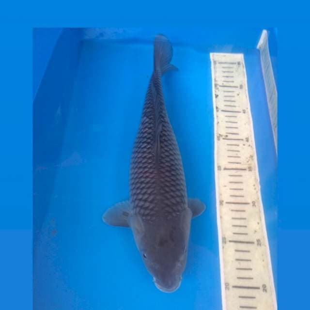 Soragoi 35Cm