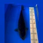 Soragoi 35Cm