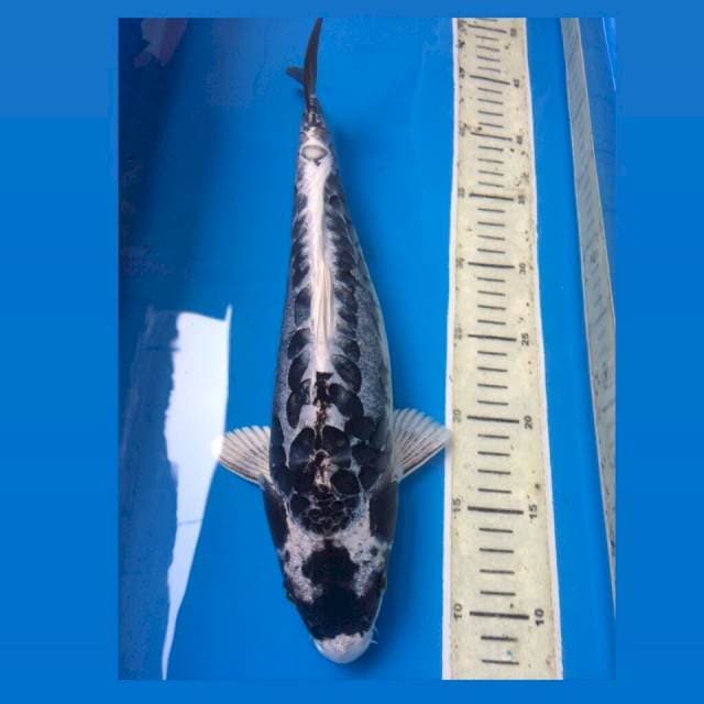 Kabuto 35Cm