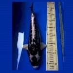 Kabuto 35Cm 