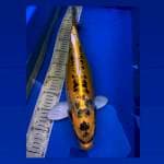 Kin Kabuto 44Cm