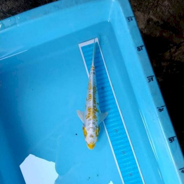 Hariwake doitsu kuchibeni