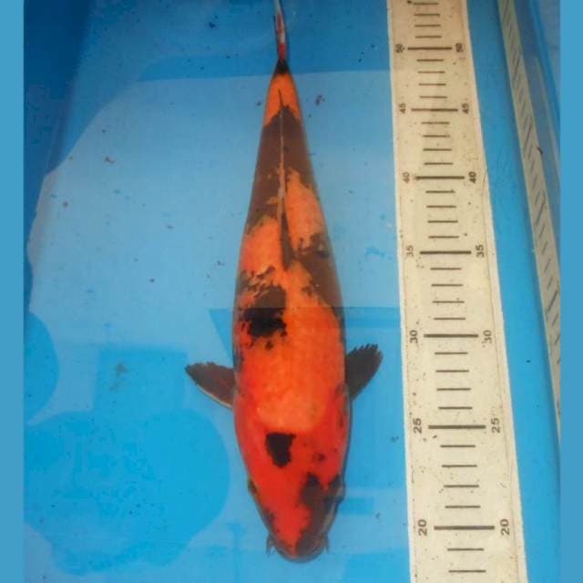HI UTSURI PAPAN CATUR