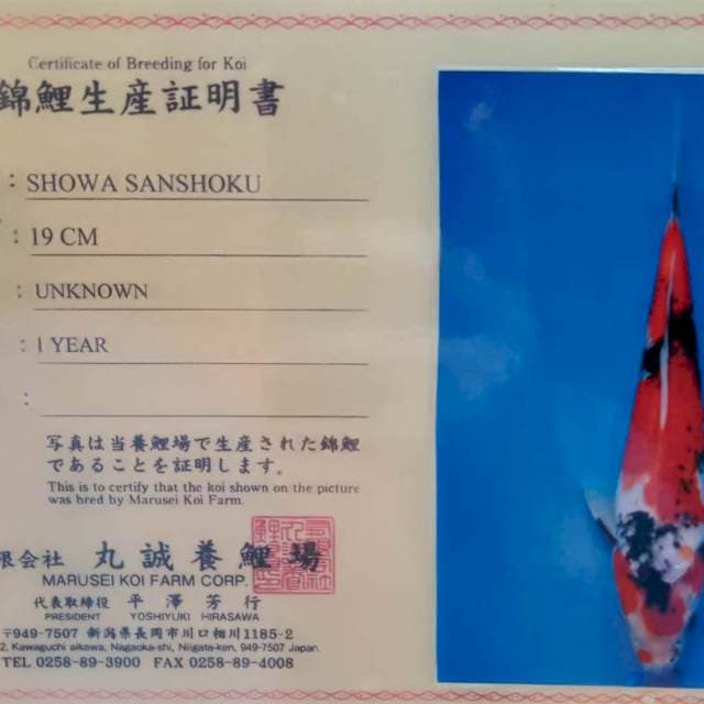 Showa import serty