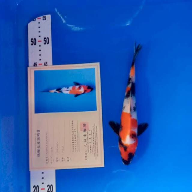 Showa import serty