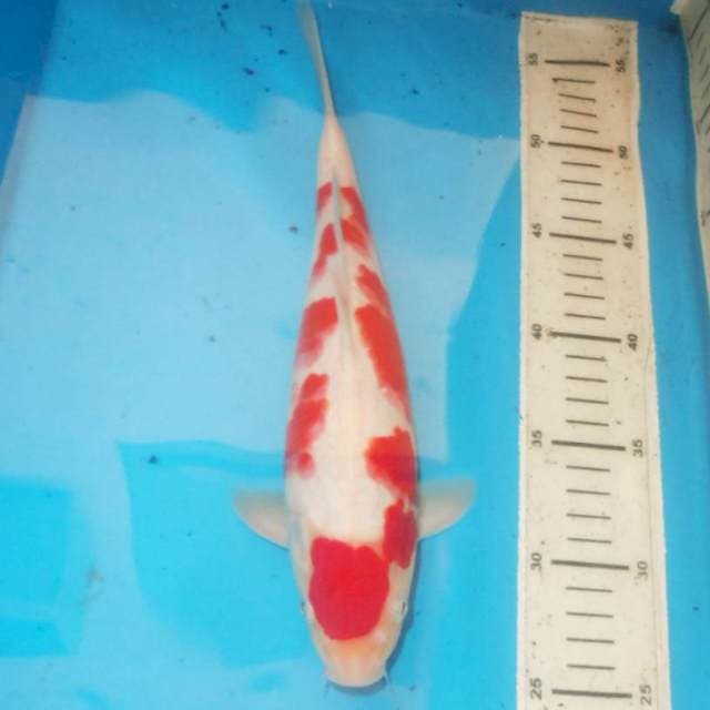 31cm KOHAKU