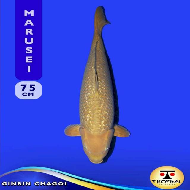 Ginrin Chagoi (Marusei Farm) 75cm. Import & Breeder Sertifikat