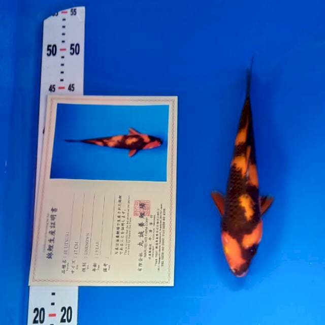 Hi utsuri import serty