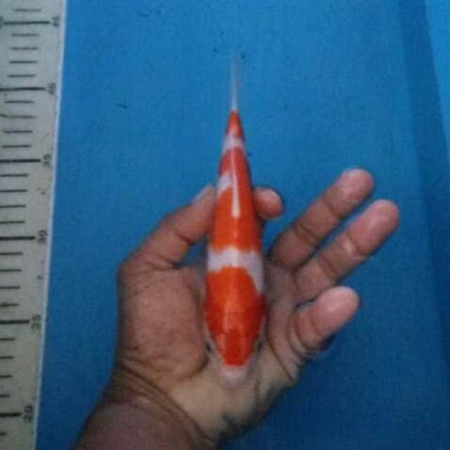 Kohaku