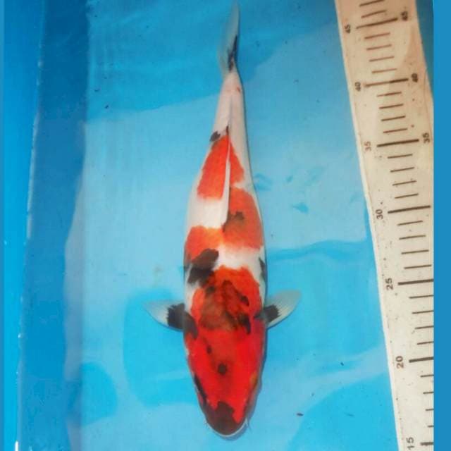 31cm MOTOGORO SHOWA