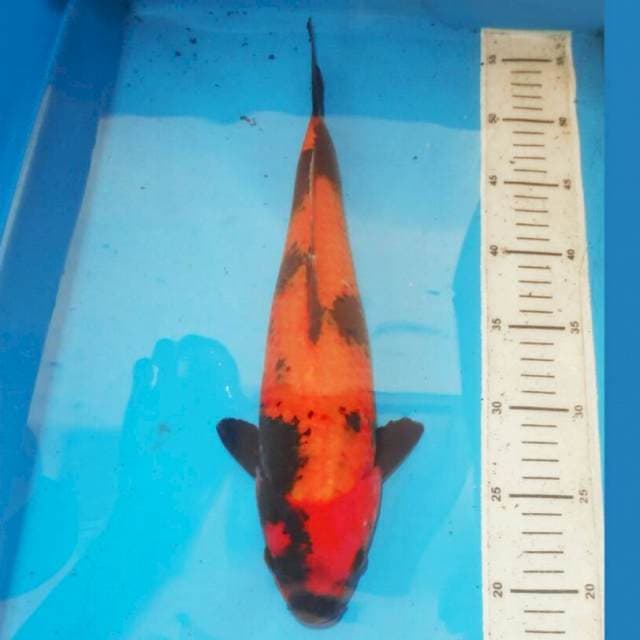 37cm HI UTSURI