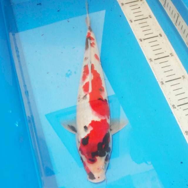 34cm ABSTRAK KINDAI SHOWA