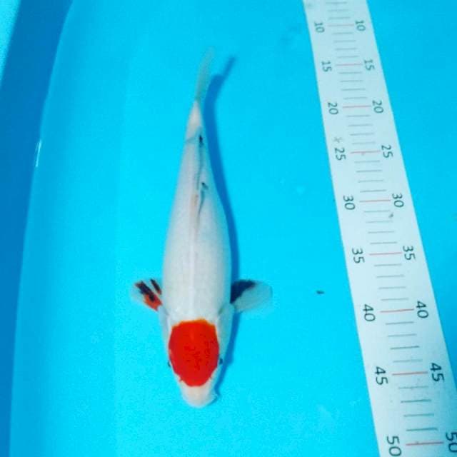 Tancho 31cm fm