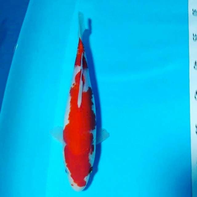 Kohaku 25cm 