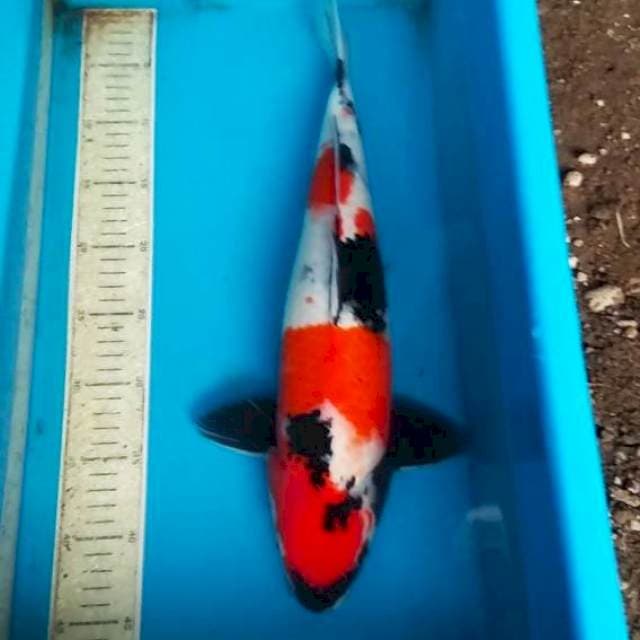 Showa 45cm