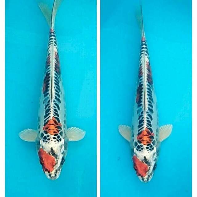 Kujaku doitsu bacbones ring naga 25cm