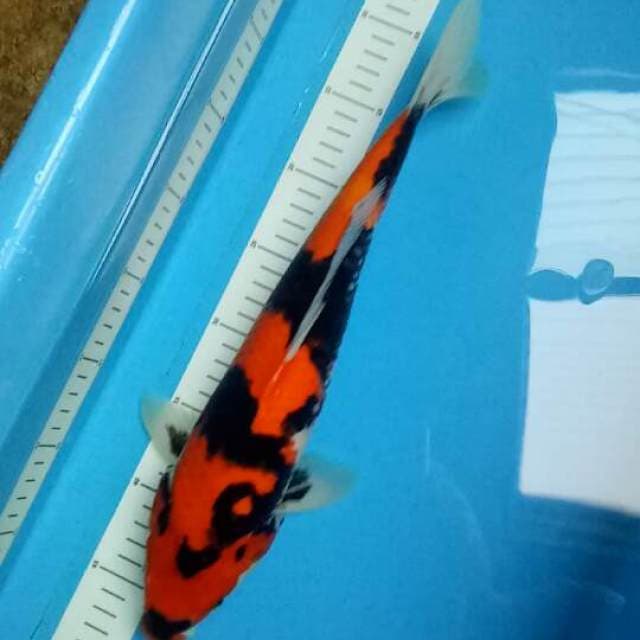 Super Hi Shuwa 37 CM