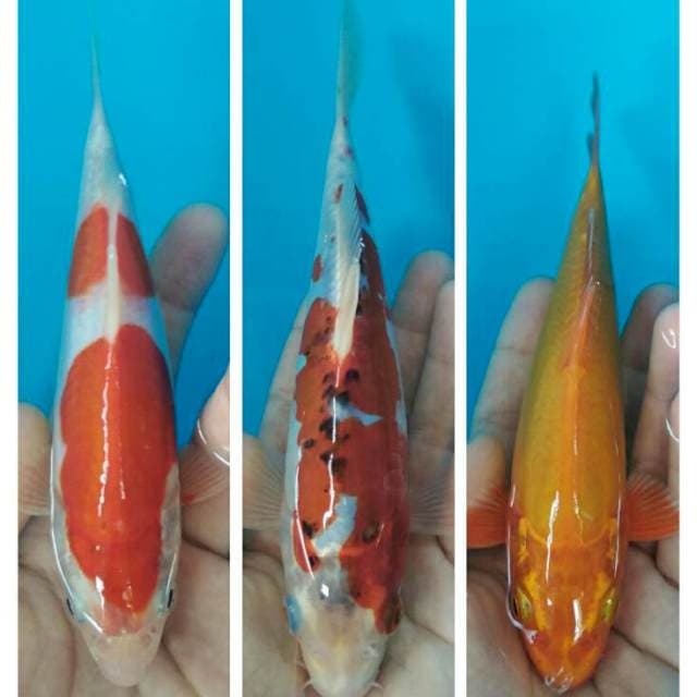 Mix trio baby cantik 15-20bu