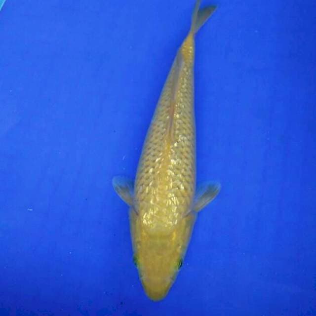ginrin Midori 30cm