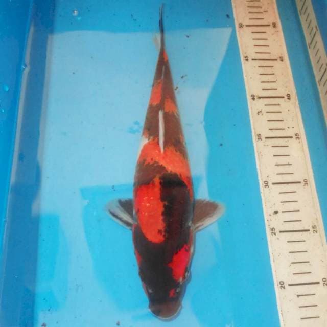Utsuri 33cm