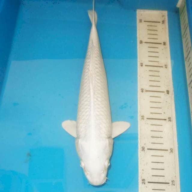 Platinum 35cm
